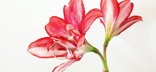 Tips för att få amaryllis i kruka att blomma i jul