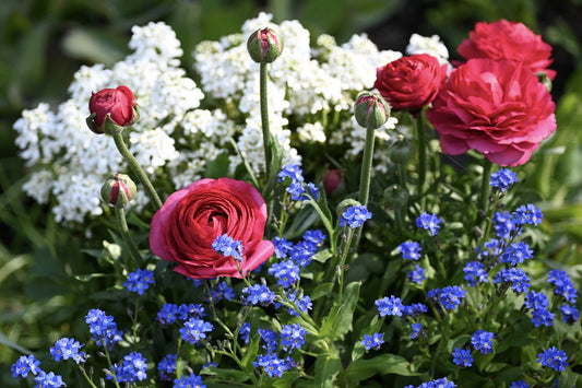 Vårplantering av blommor i kruka, utomhus